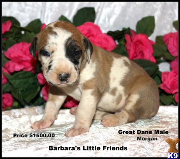 Puppies in Scottsville